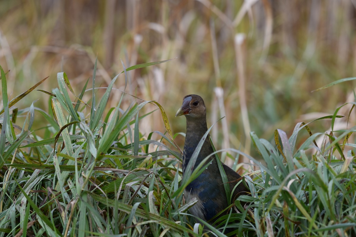 Purple Gallinule - ML643907691