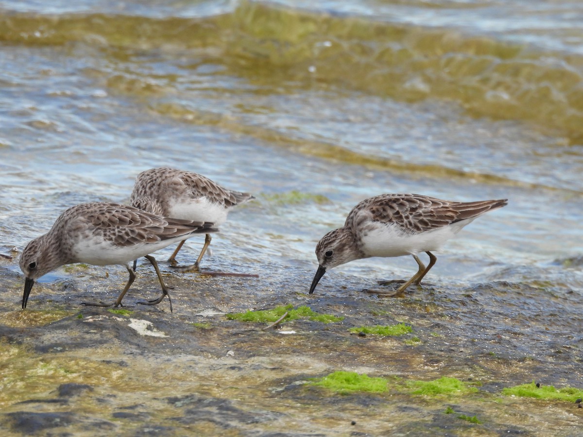 Least Sandpiper - ML643907699
