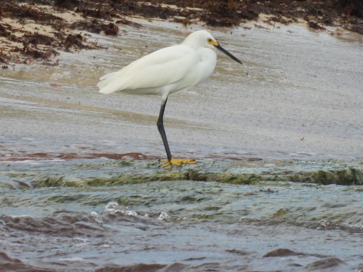 Snowy Egret - ML643907728