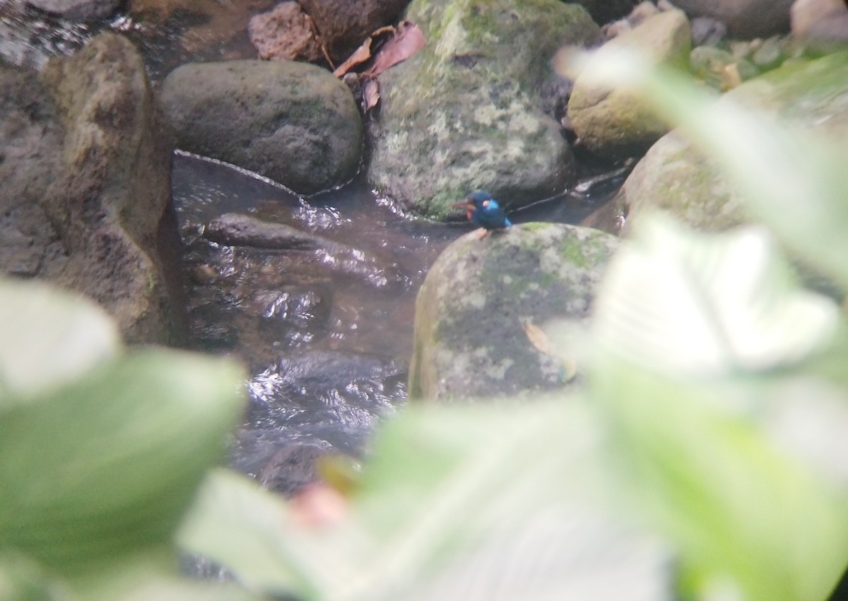 Indigo-banded Kingfisher - ML643907741