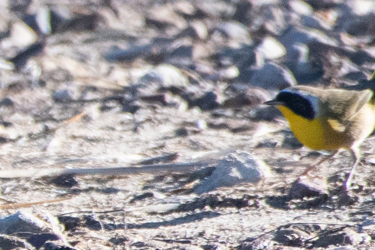 Common Yellowthroat - ML643907742