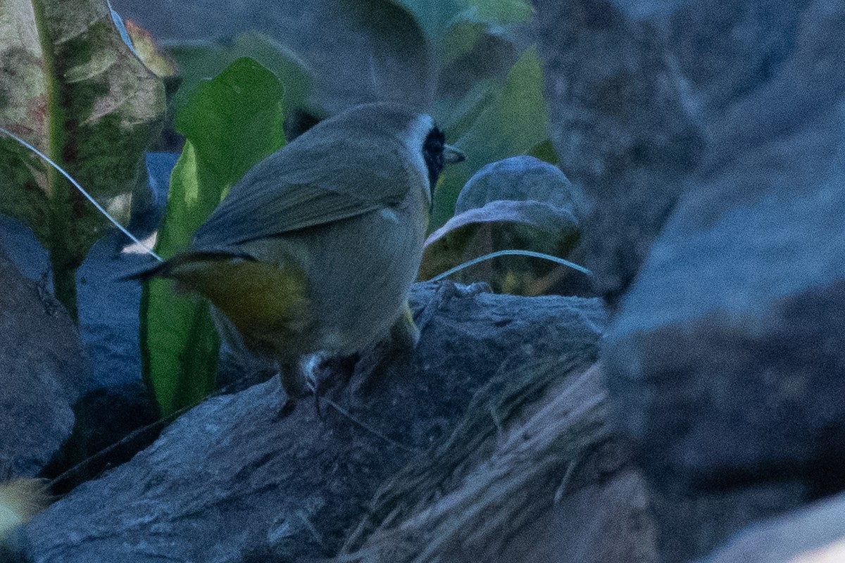 Common Yellowthroat - ML643907743