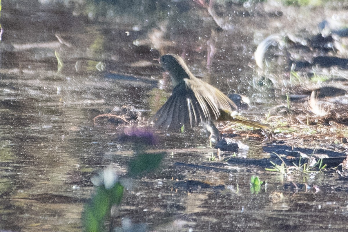 Common Yellowthroat - ML643907744