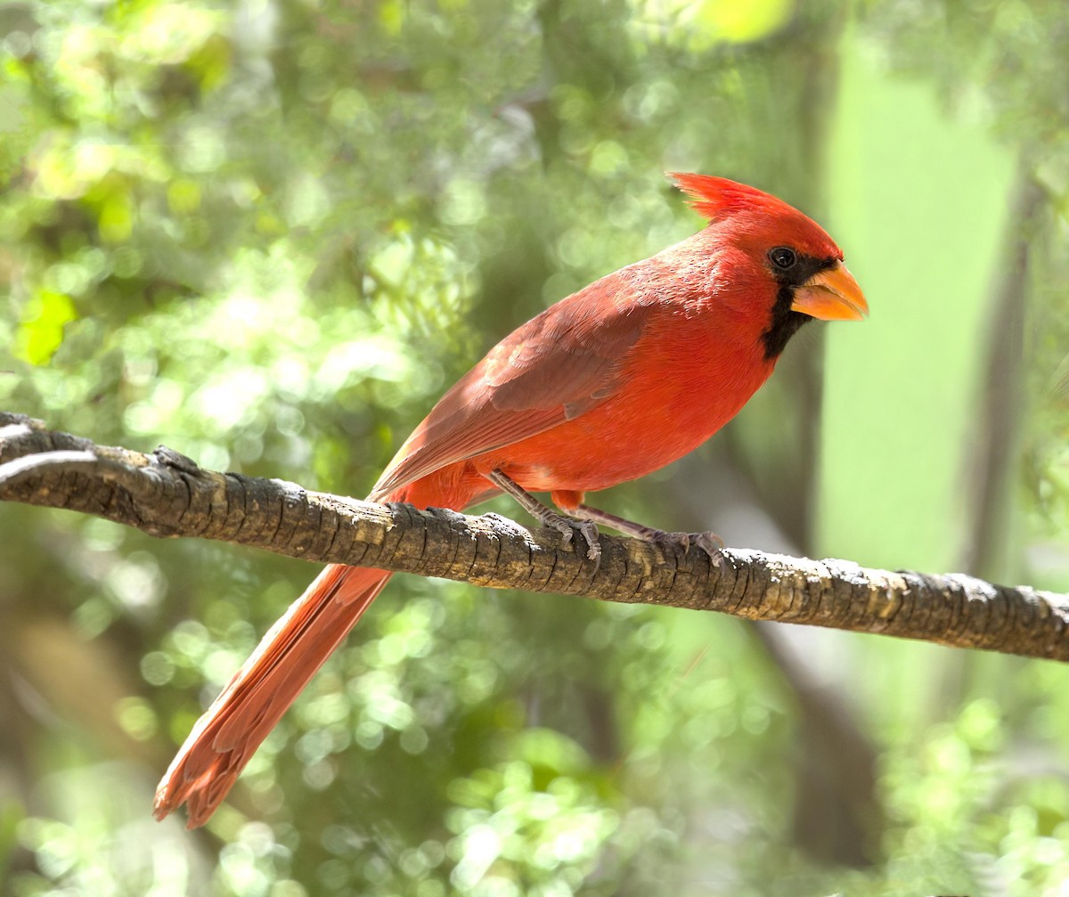 Northern Cardinal - ML643907746