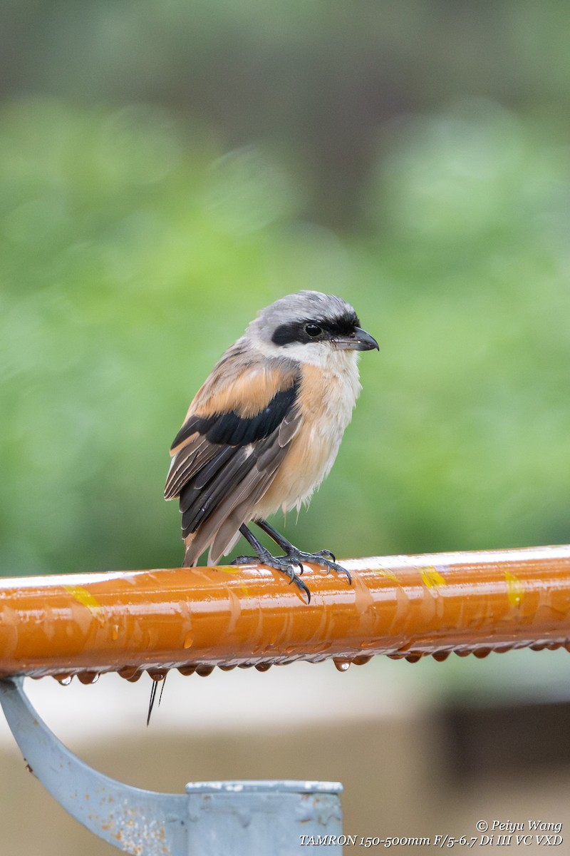 Long-tailed Shrike - ML643907748