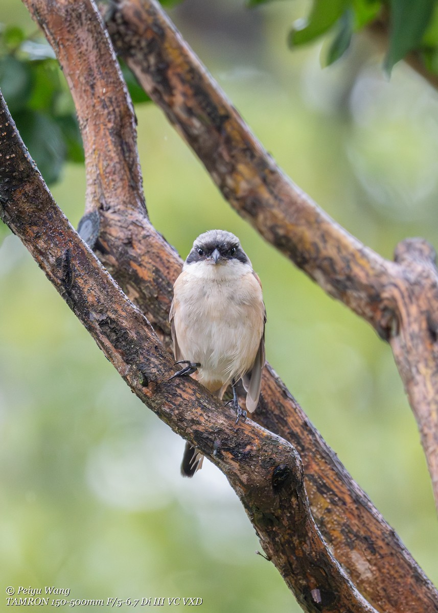 Long-tailed Shrike - ML643907749
