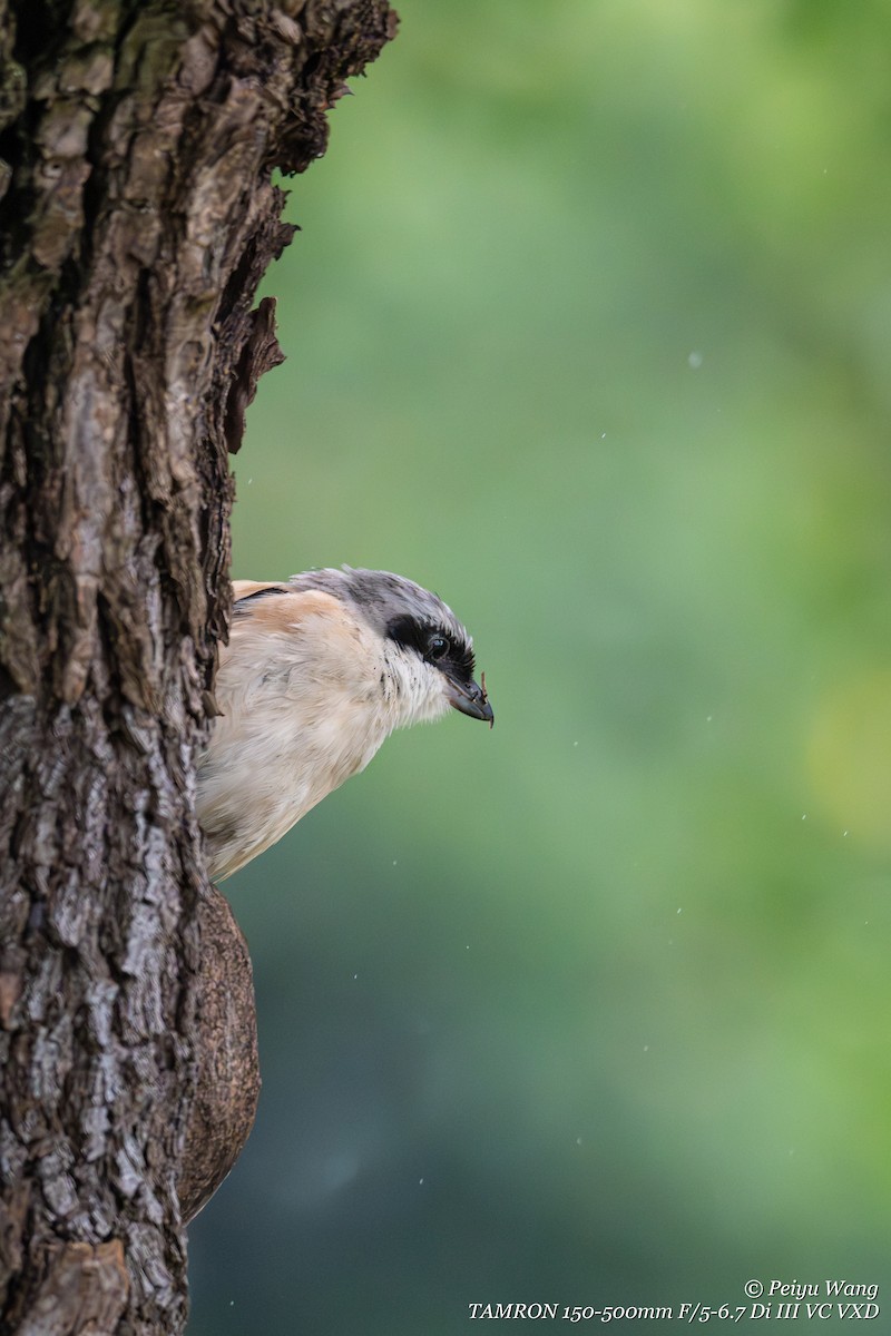 Long-tailed Shrike - ML643907750