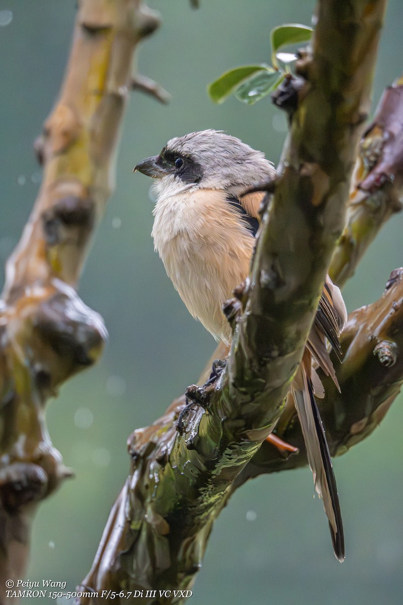 Long-tailed Shrike - ML643907751