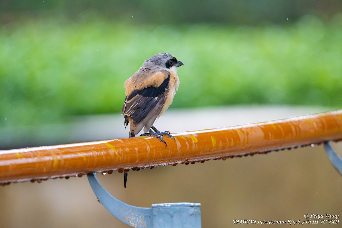 Long-tailed Shrike - ML643907752