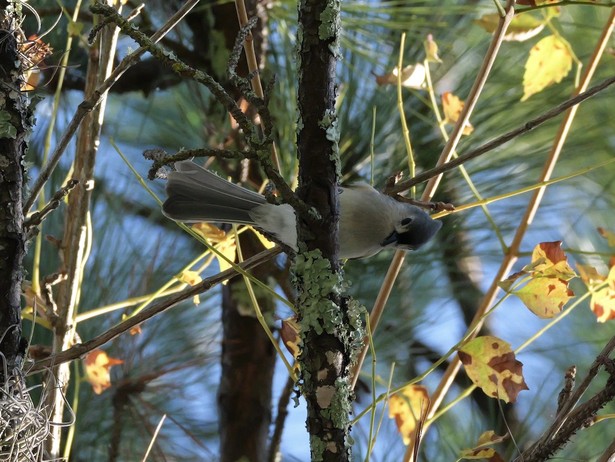 Tufted Titmouse - ML643907754