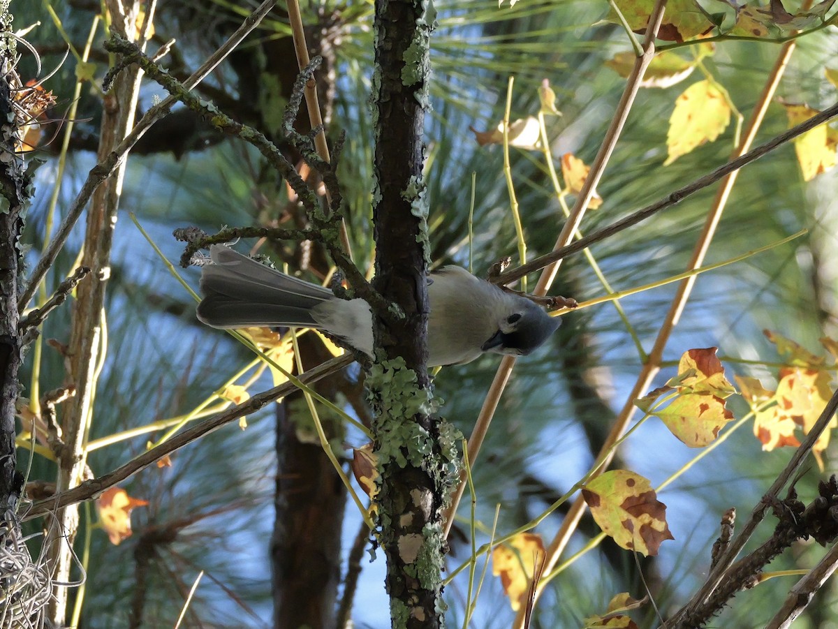 Tufted Titmouse - ML643907755