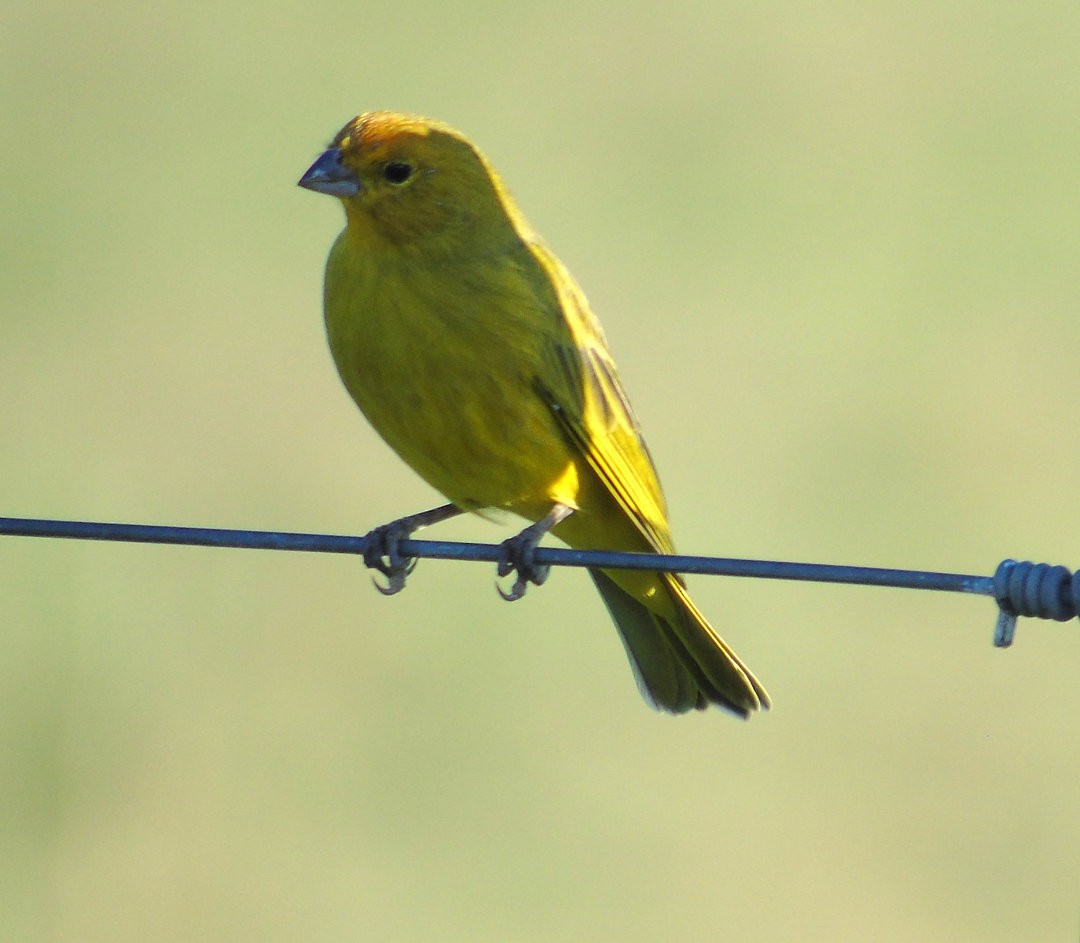 Saffron Finch - ML643907756