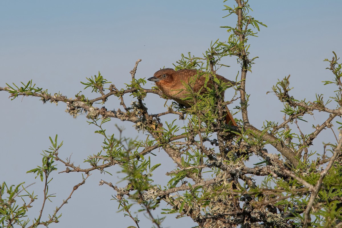 Brown Cacholote - ML643907757