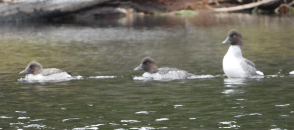 Common Goldeneye - ML643907758
