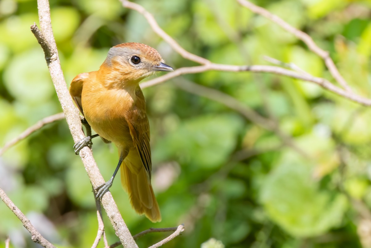 Chestnut-crowned Becard - ML643907759