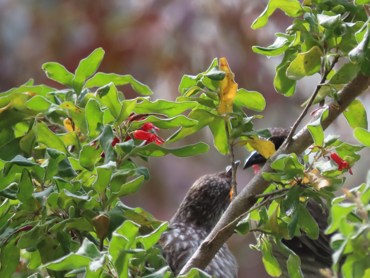 Red Wattlebird - ML643907760