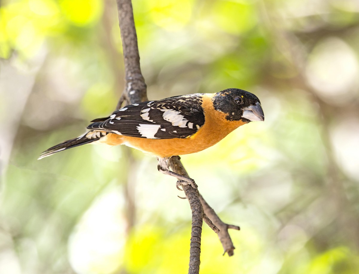 Black-headed Grosbeak - ML643907761