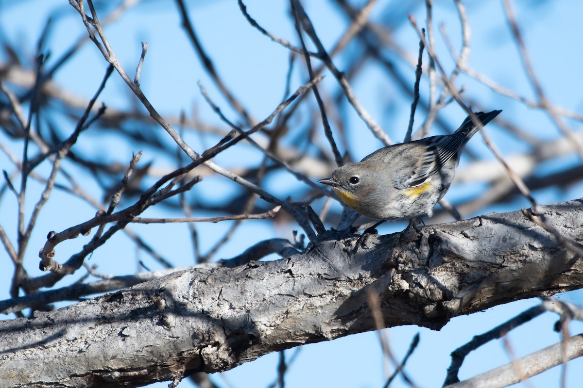 Yellow-rumped Warbler - ML643907763