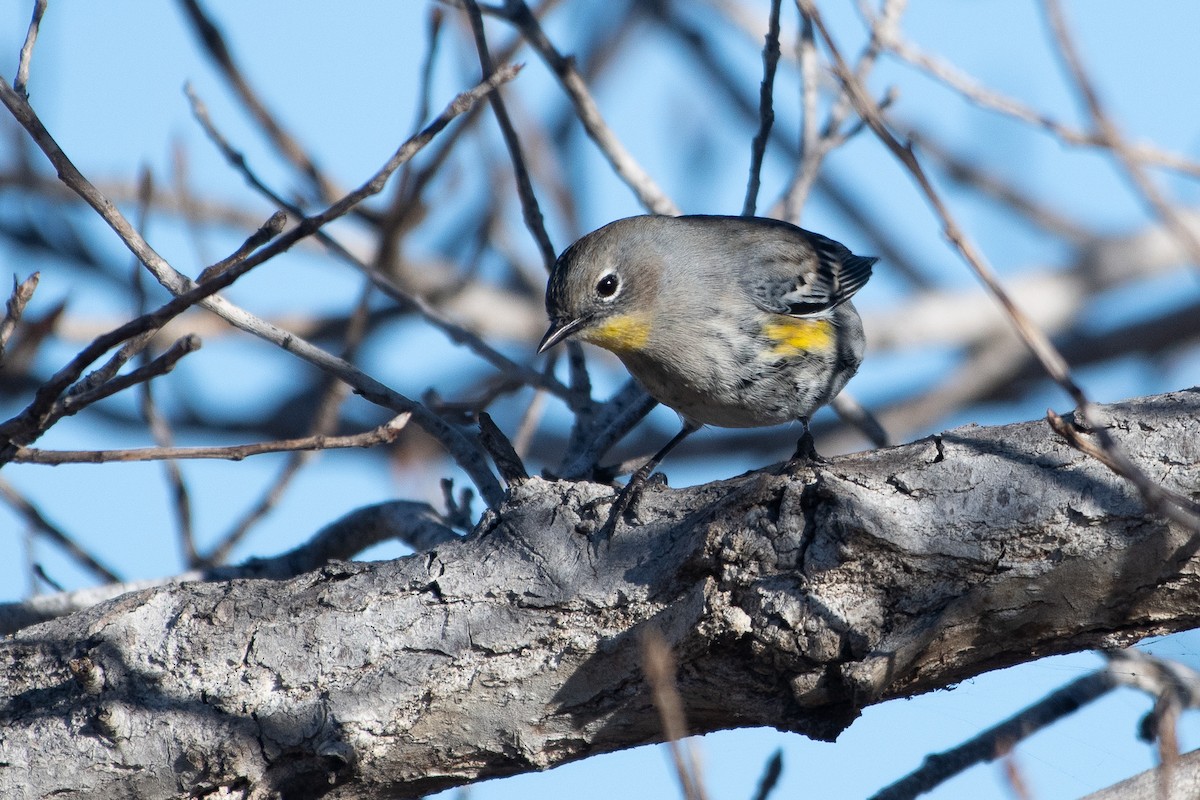 Yellow-rumped Warbler - ML643907764