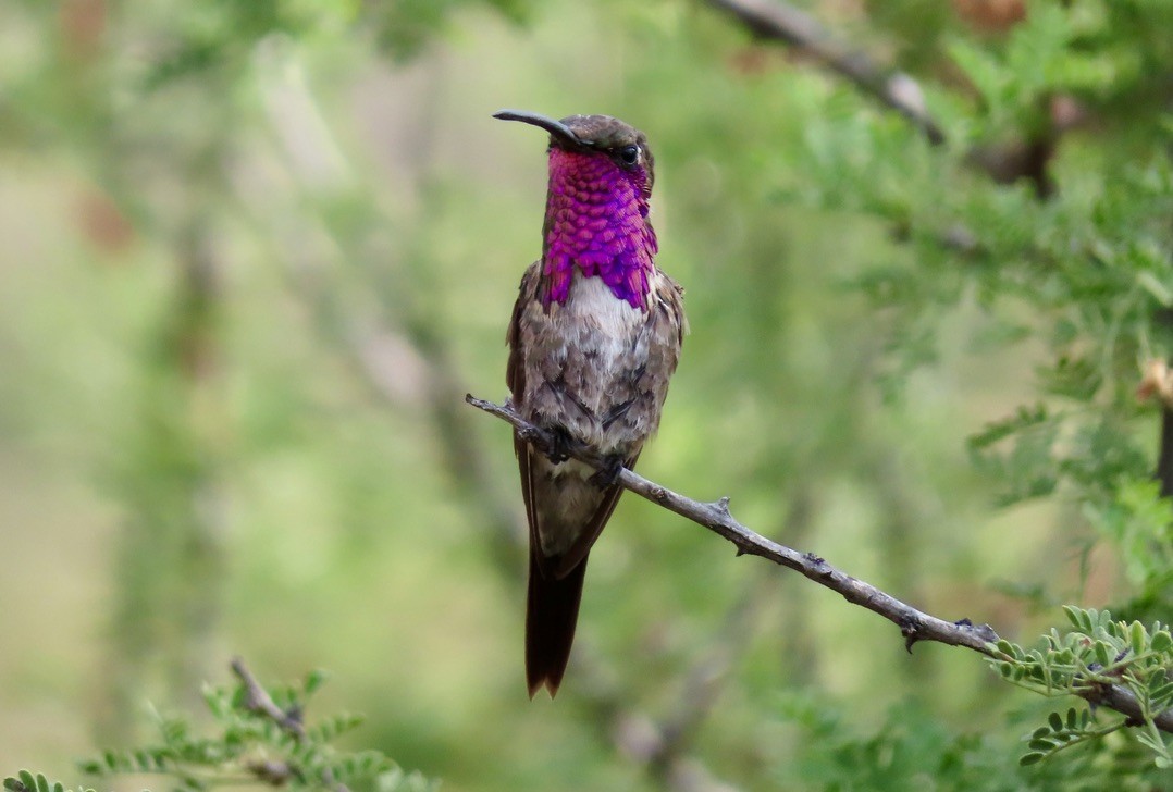 Lucifer Hummingbird - ML643907766