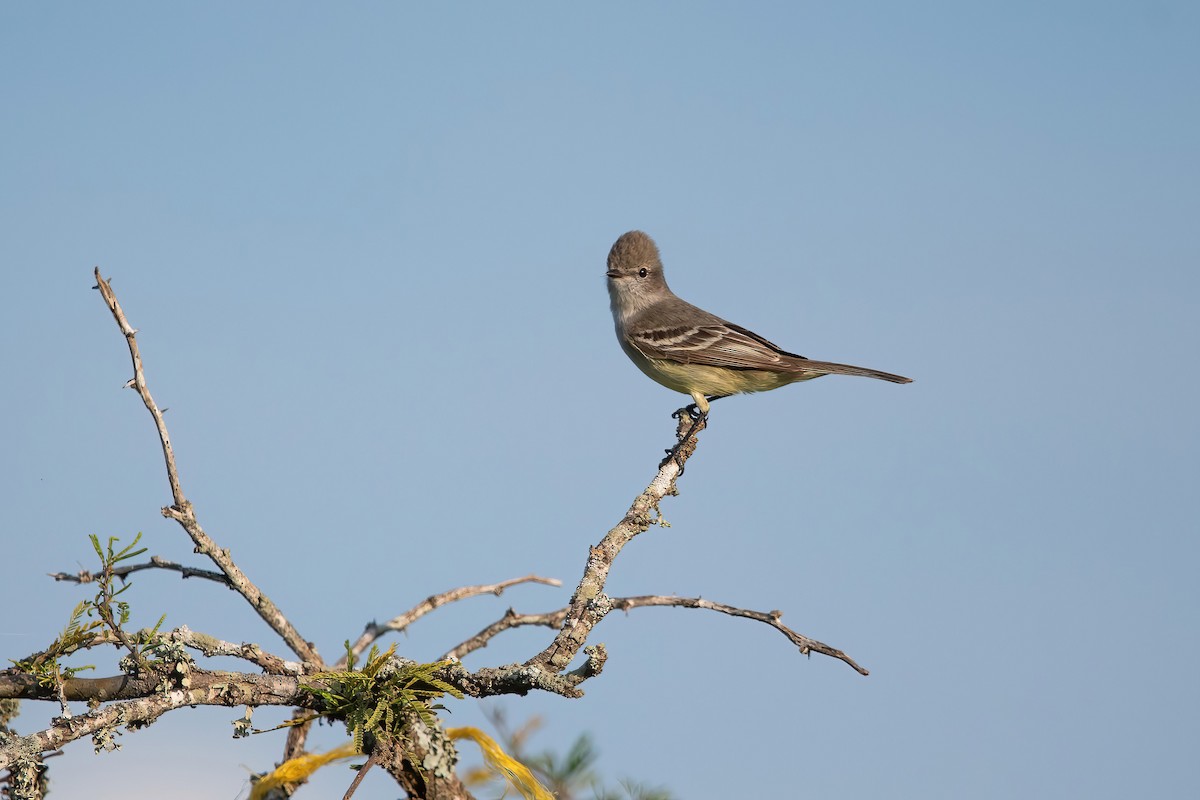 Southern Scrub-Flycatcher - ML643907767