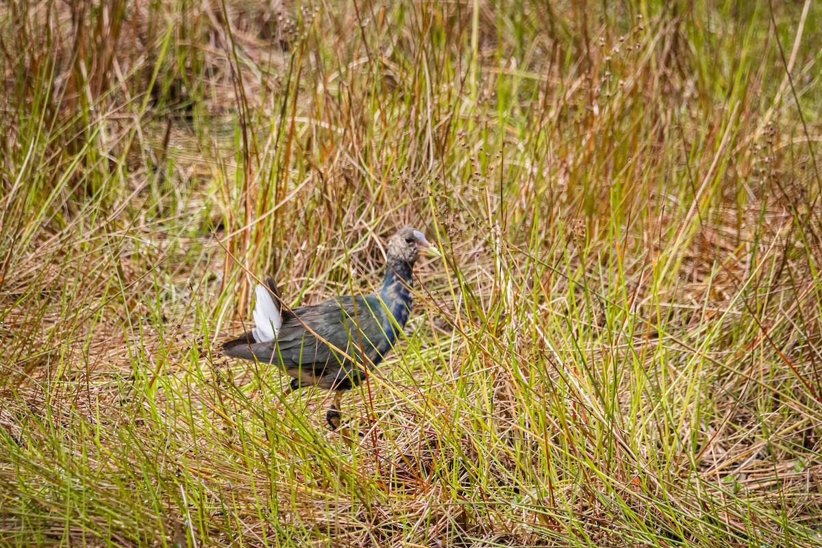 Purple Gallinule - ML643907768