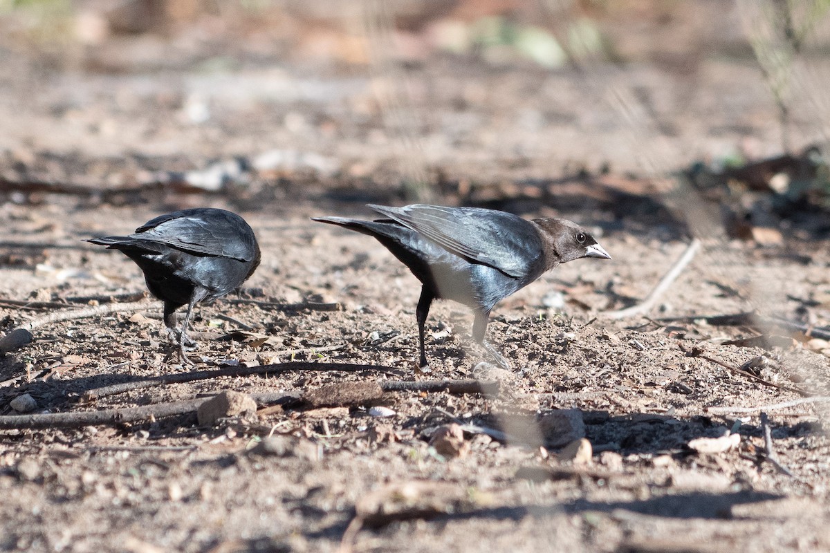 Brown-headed Cowbird - ML643907769