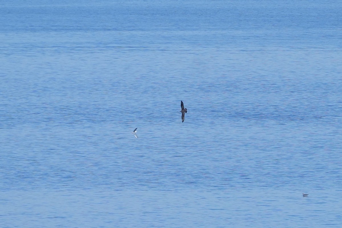Parasitic Jaeger - ML643907777