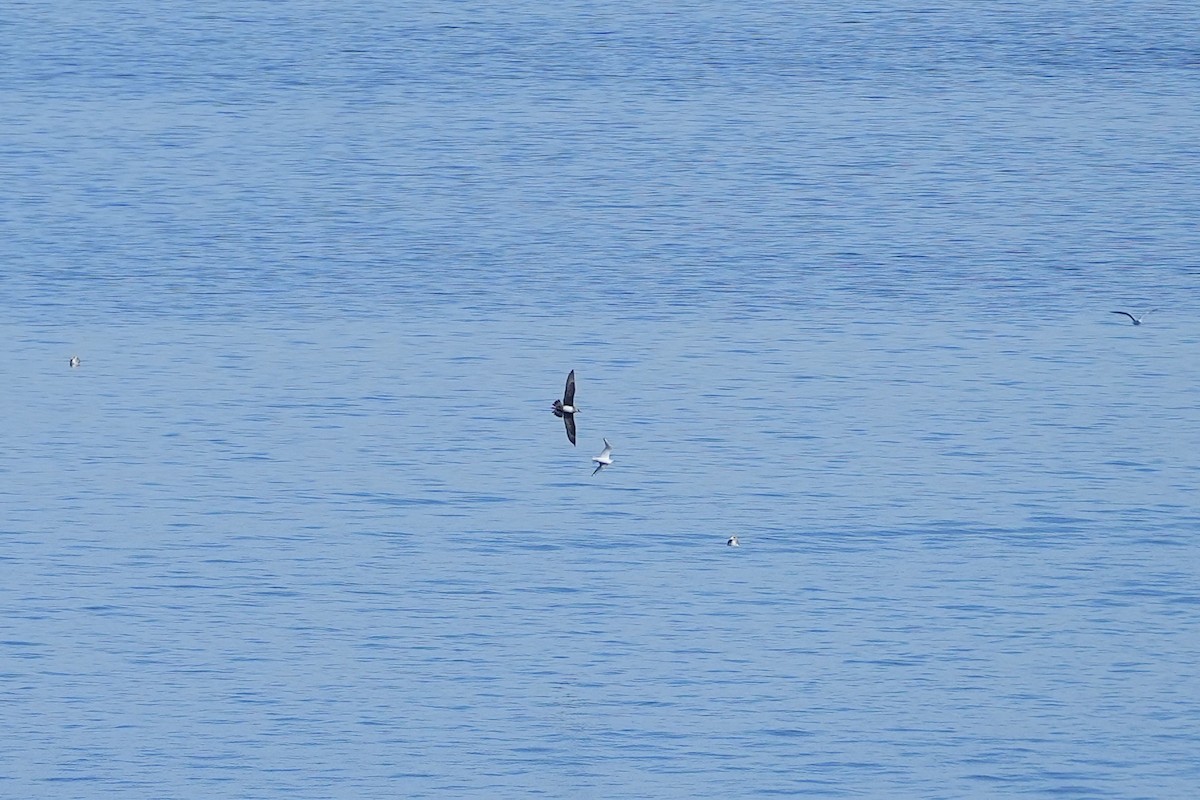 Parasitic Jaeger - ML643907778
