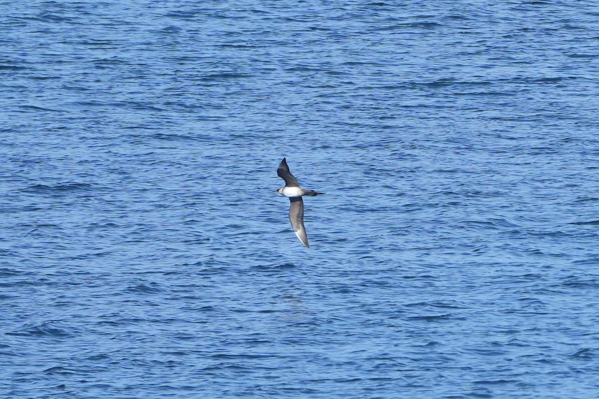 Parasitic Jaeger - ML643907779
