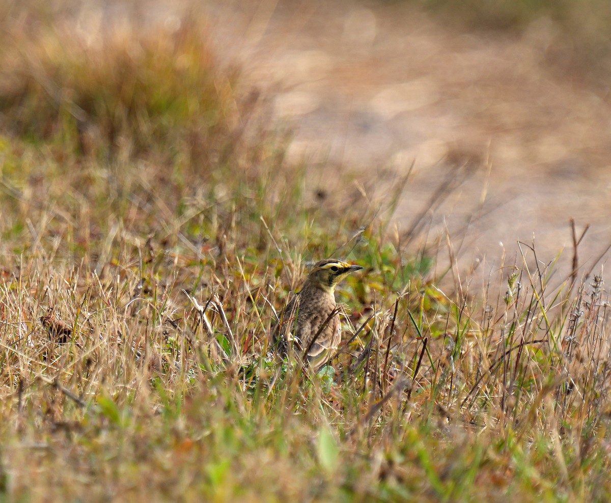 Horned Lark - ML643907780