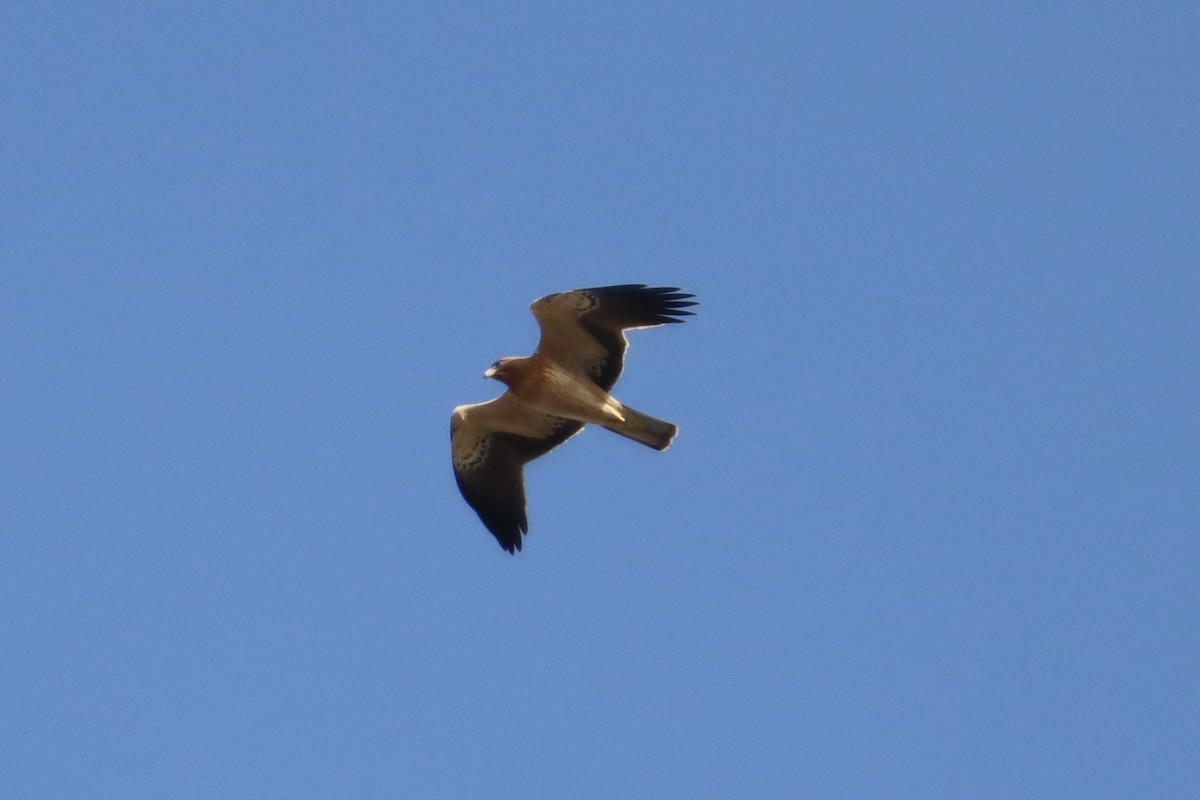 Booted Eagle - ML643907781