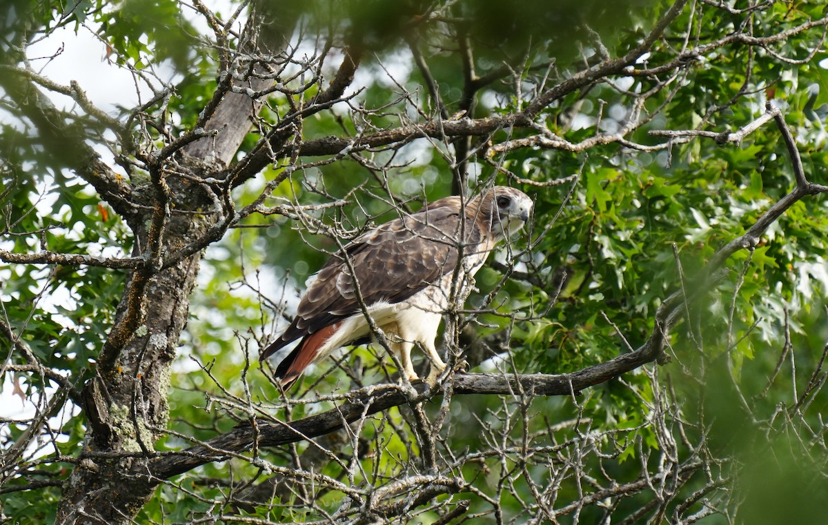 Red-tailed Hawk - ML643907784