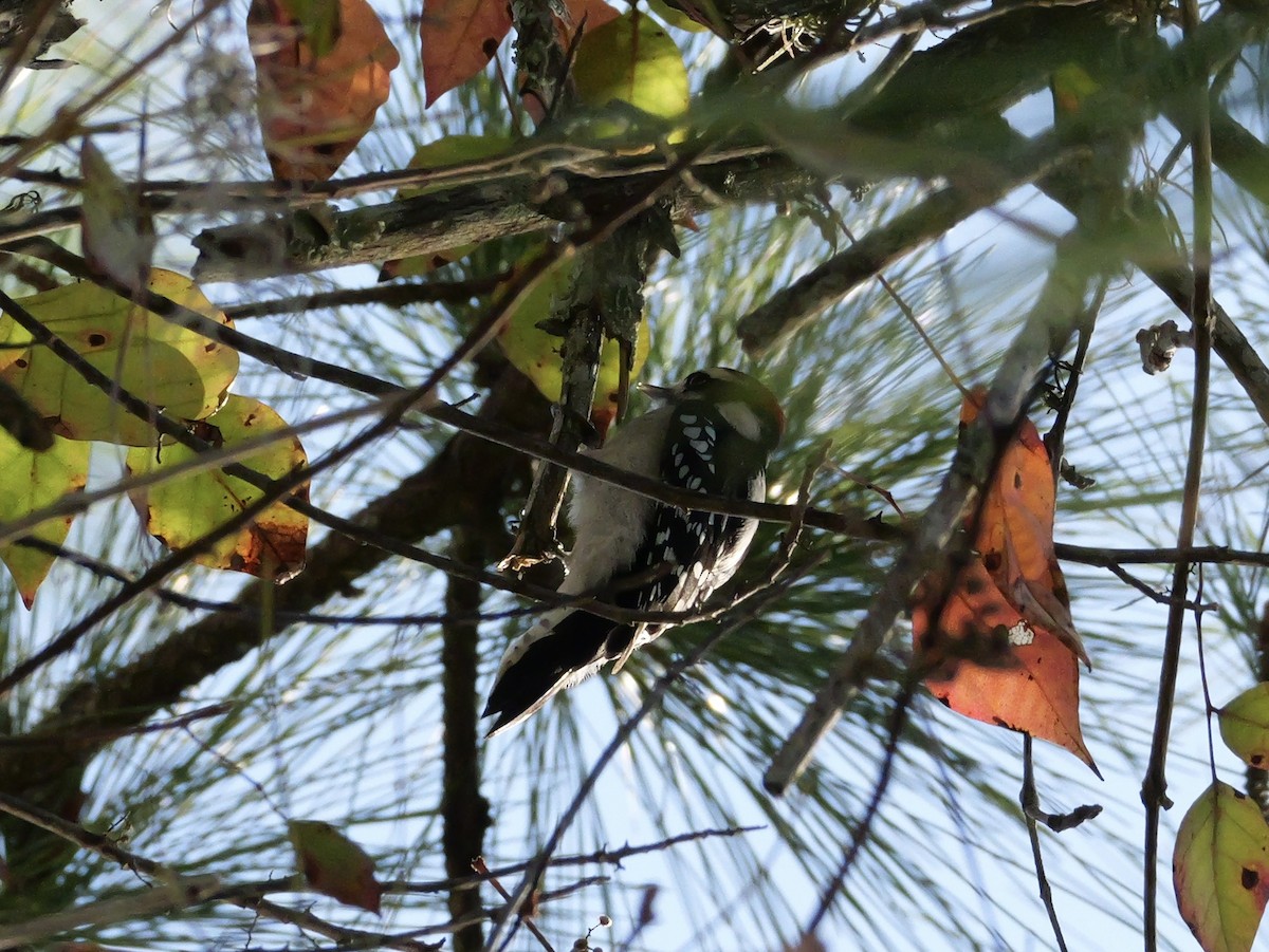 Downy Woodpecker (Eastern) - ML643907785