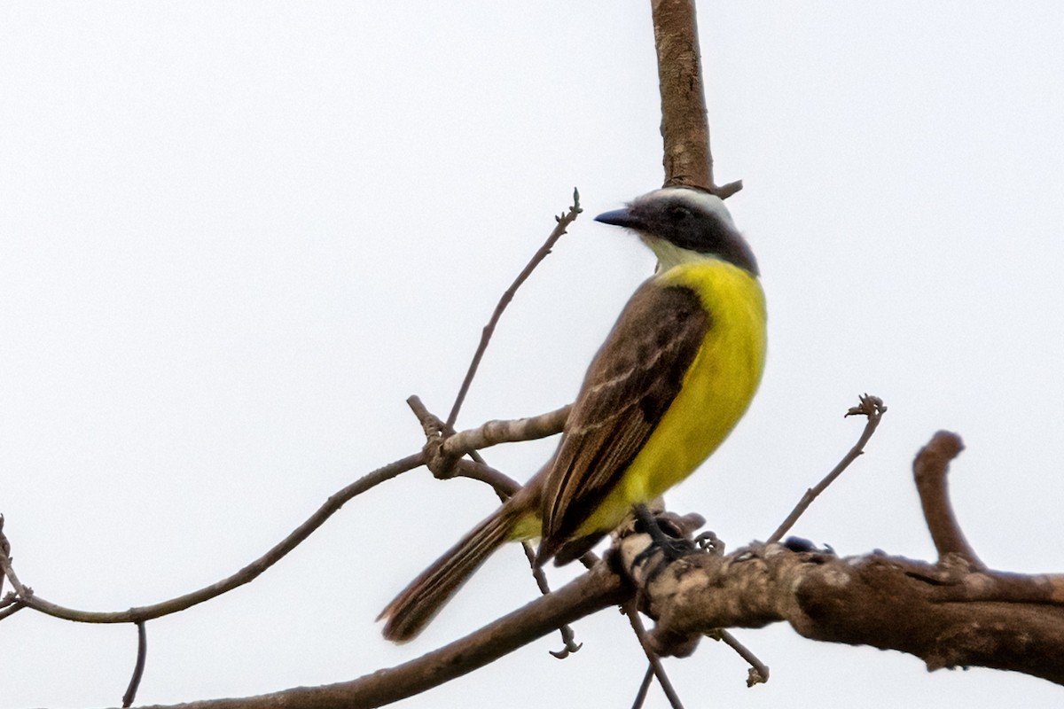 Social Flycatcher - ML643907786