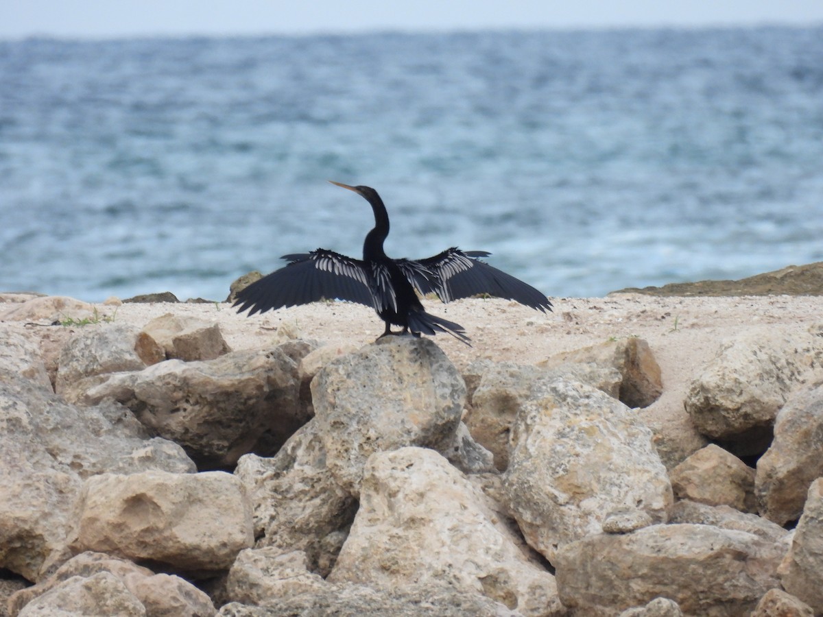 Anhinga - ML643907787