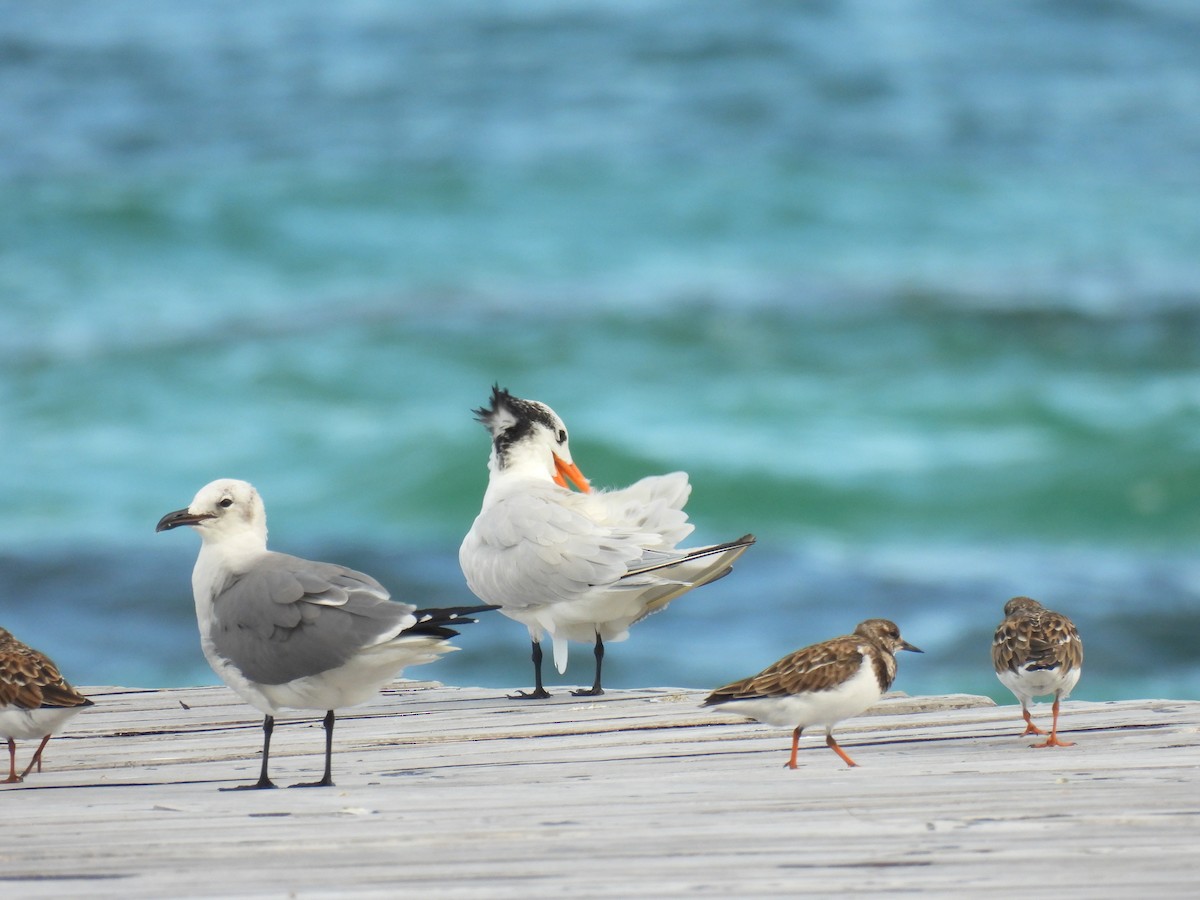 Royal Tern - ML643907799