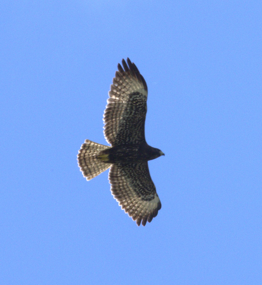 ミジカオノスリ - ML643907802