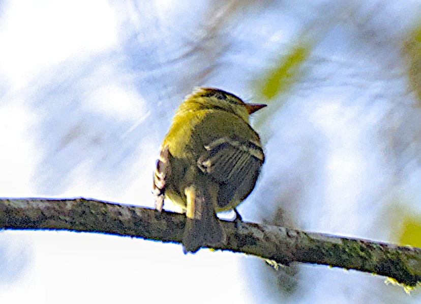 Yellowish Flycatcher - ML643907822
