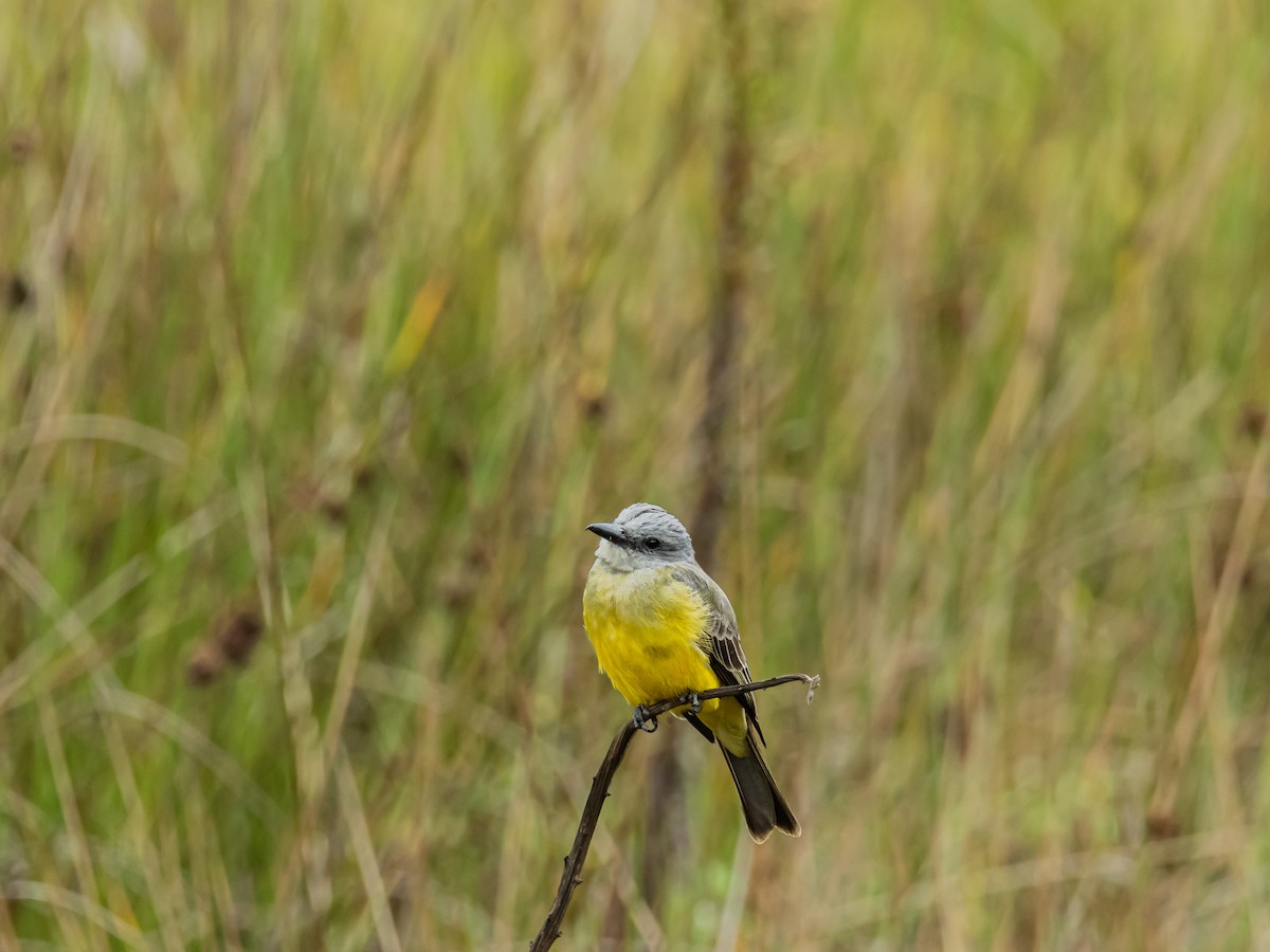 Tropical Kingbird - ML643907823