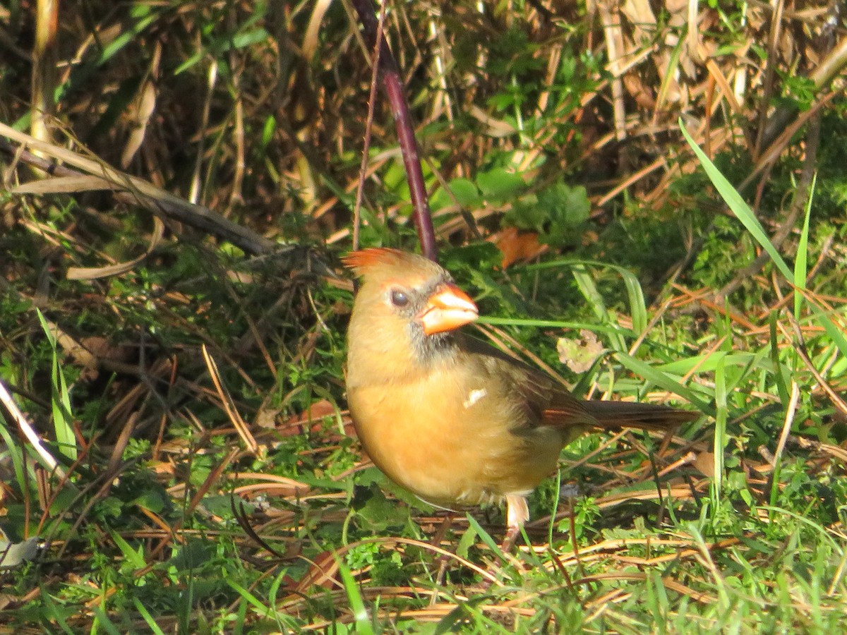 Northern Cardinal - ML643907824