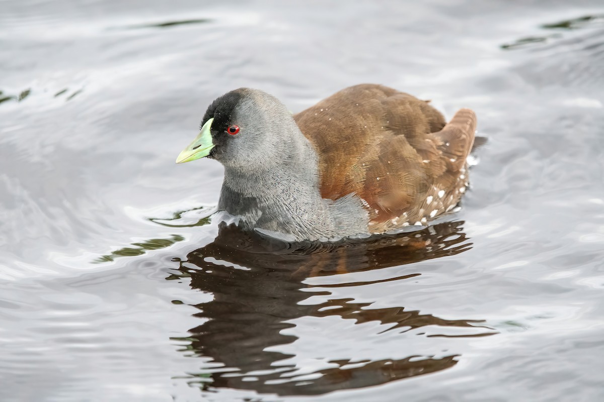 Spot-flanked Gallinule - ML643907862
