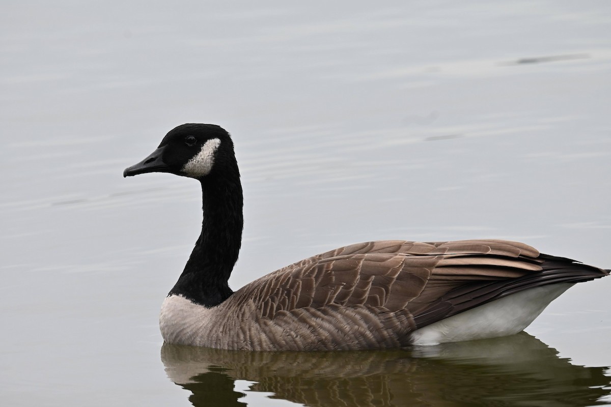 Canada Goose - ML643907867