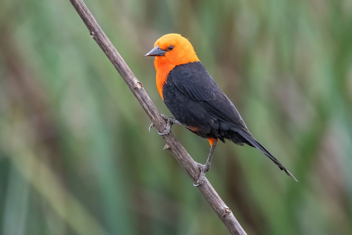 Трупіал червоноголовий - ML643907874