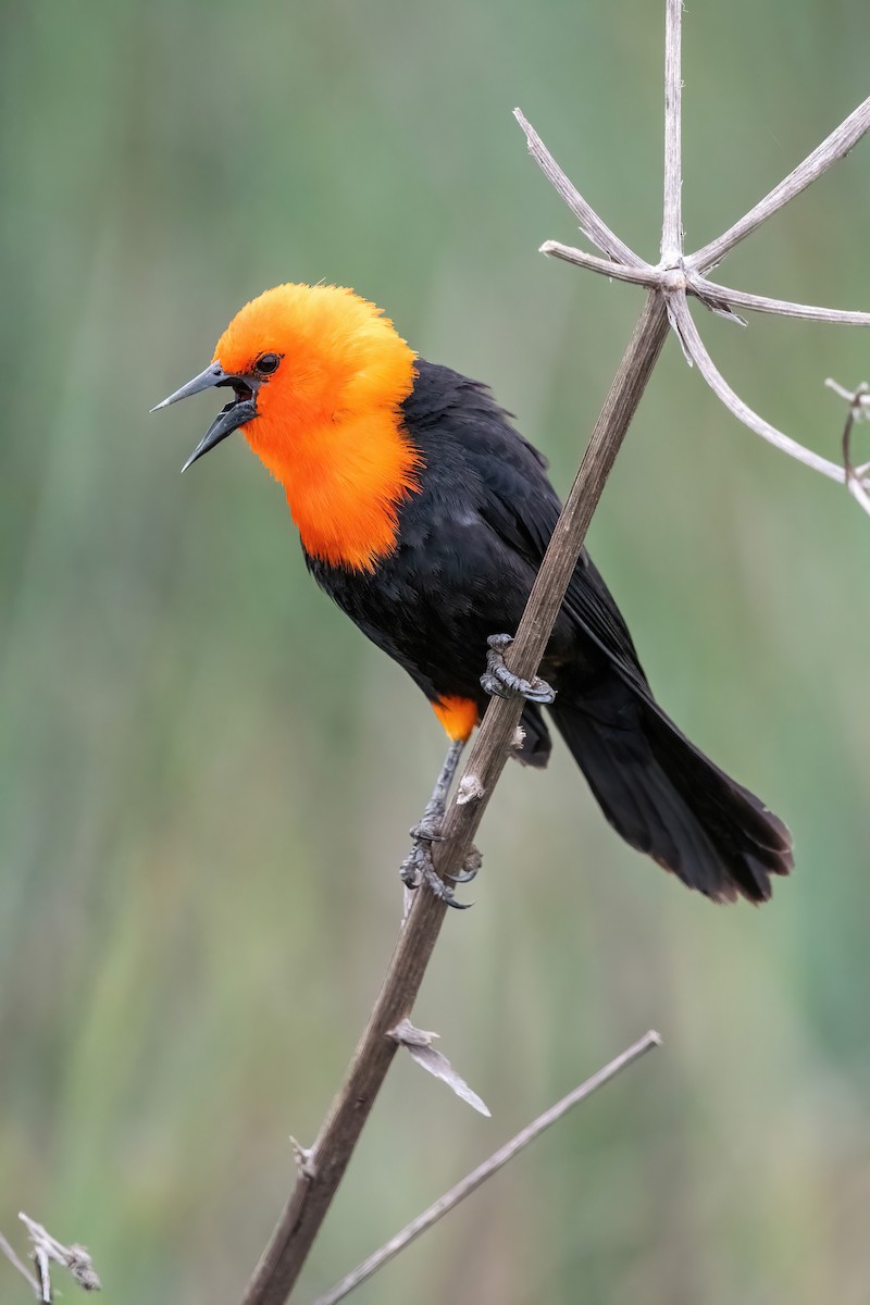 Трупіал червоноголовий - ML643907875