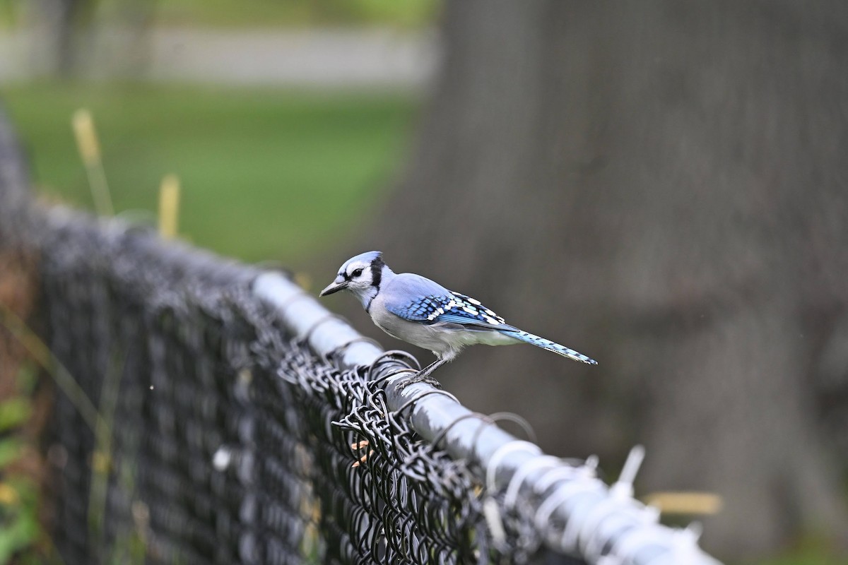 Blue Jay - ML643907877