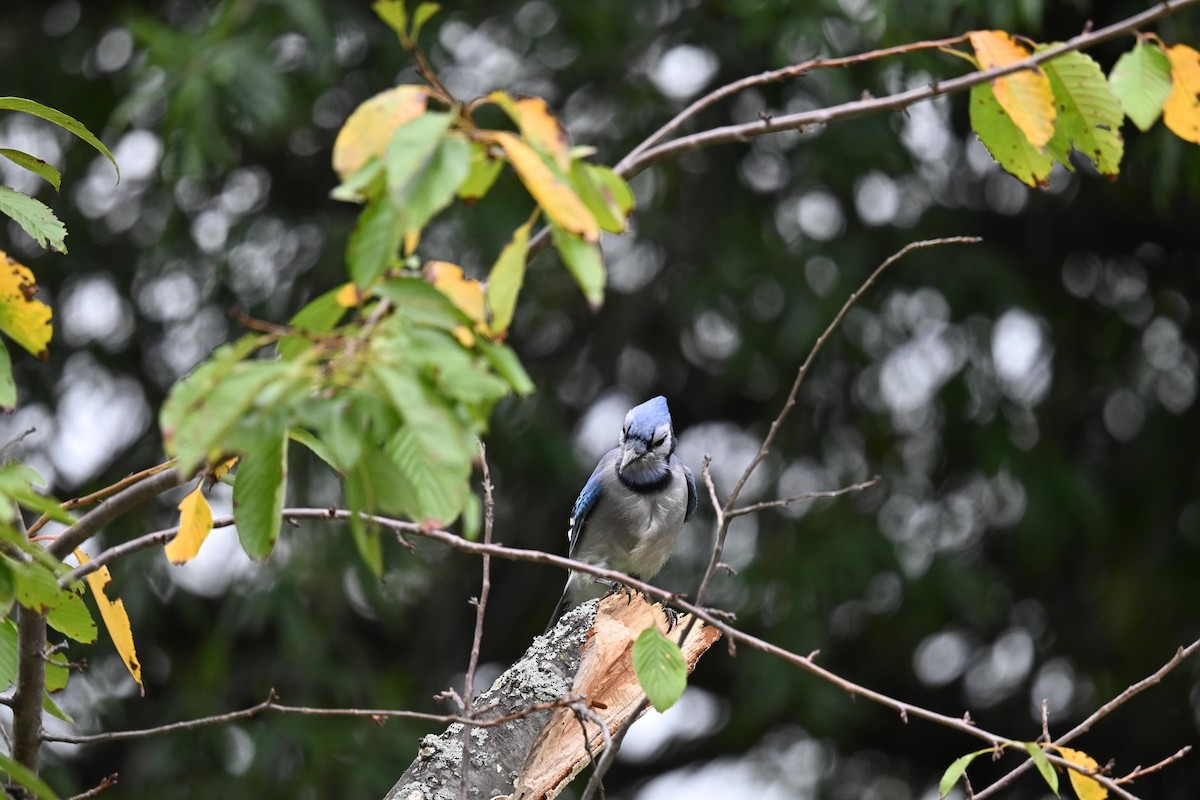 Blue Jay - ML643907878