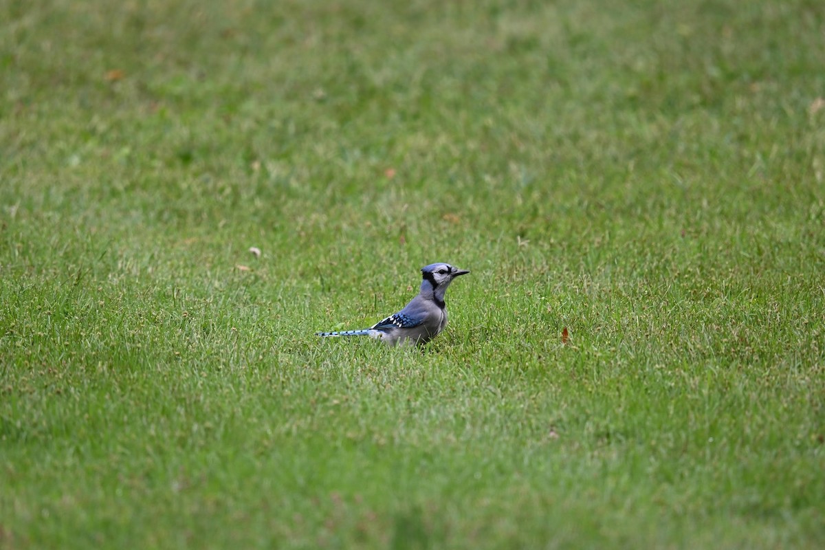 Blue Jay - ML643907879