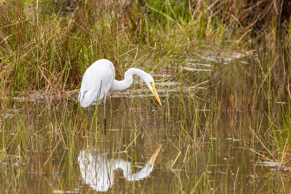 Great Egret - ML643907887