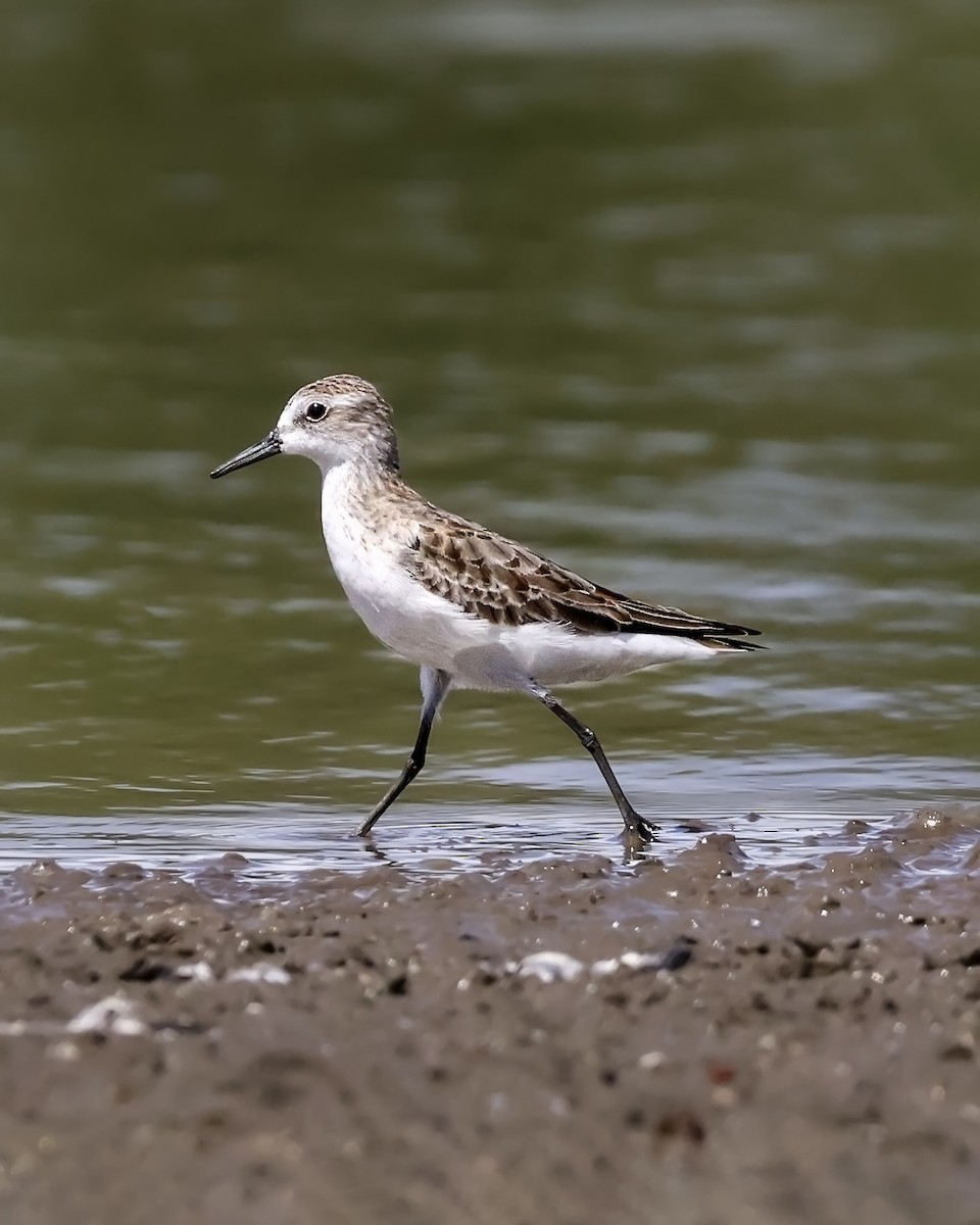 Semipalmated Sandpiper - ML643907937